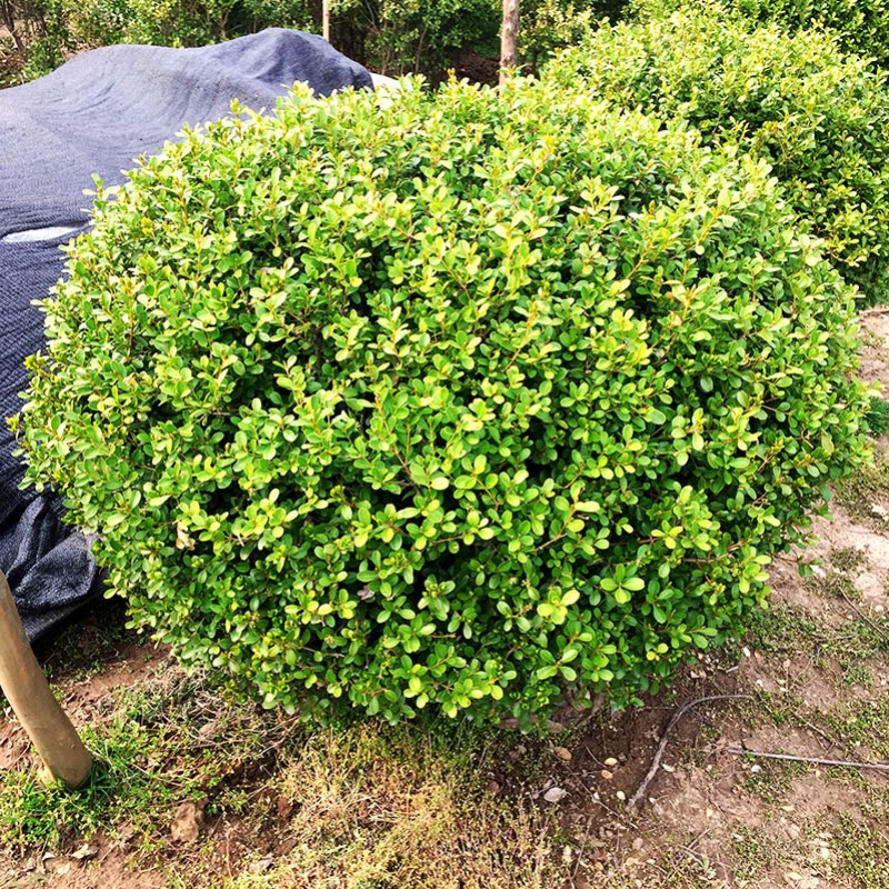 小叶黄杨球瓜子黄杨别墅庭院花坛四季常青耐寒景观绿化植物篱笆苗 - 图2