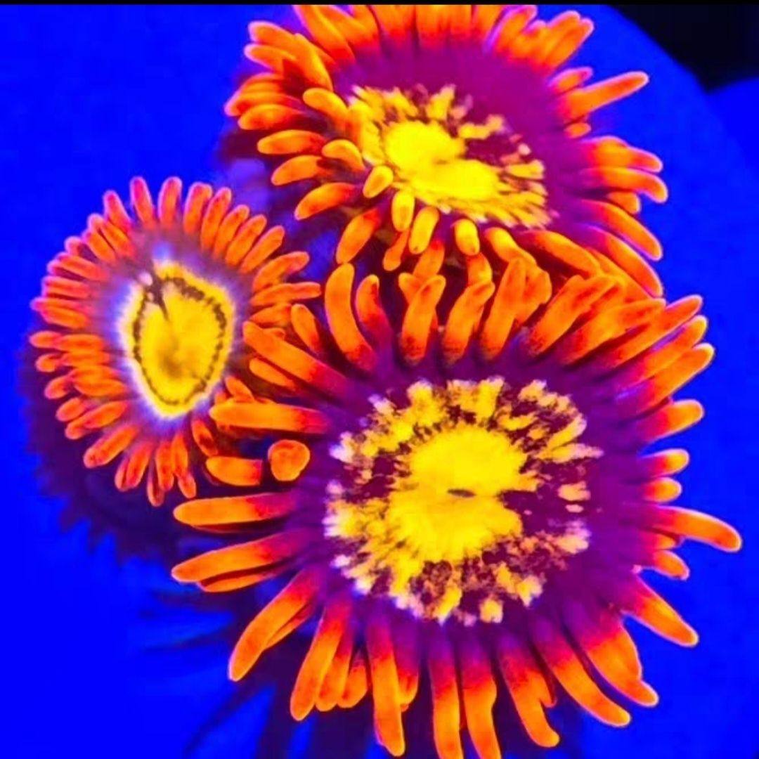 金芯橙红纽扣珊瑚新手缸入门海水缸人工生物软体lps海水生物拼盘,淘宝优惠券,粉丝福利购,淘宝优惠卷