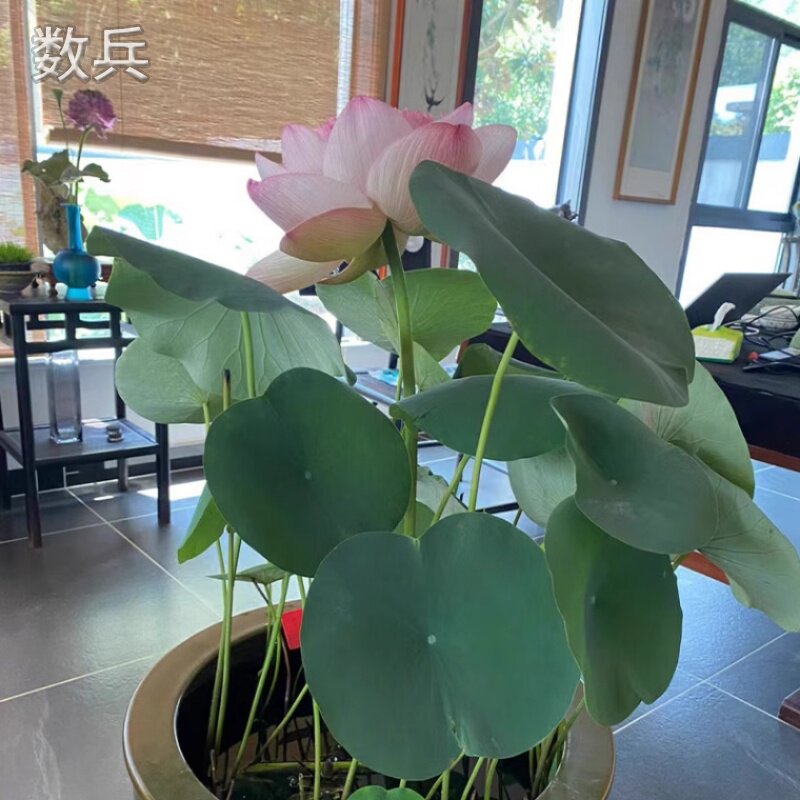 四季莲藕苗大型观赏荷花种藕苗 莲藕种苗 盆栽荷花种根苗水培开花,淘宝优惠券,粉丝福利购,淘宝优惠卷