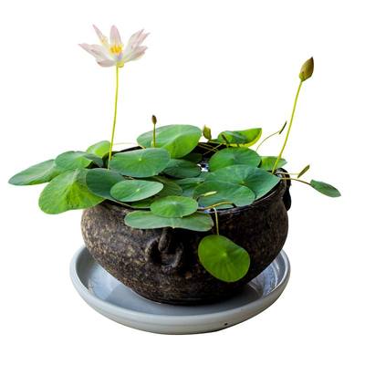 四季水养睡莲水生碗莲荷花卉盆栽水培植物室内花种藕阳台好养种子 虎窝淘