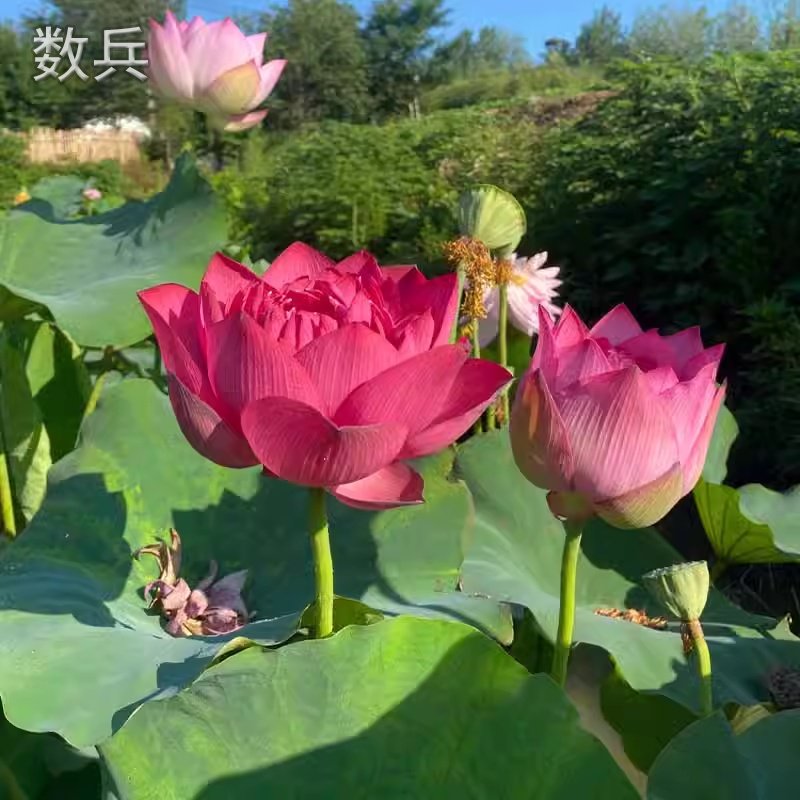 四季莲藕苗大型观赏荷花种藕苗 莲藕种苗 盆栽荷花种根苗水培开花,淘宝优惠券,粉丝福利购,淘宝优惠卷