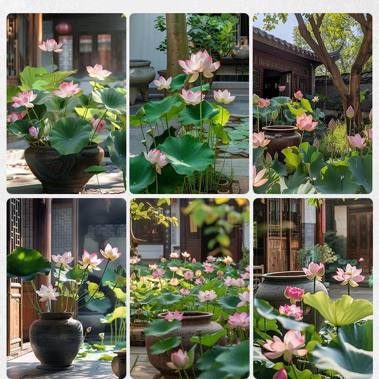 四季莲藕苗大型观赏荷花种藕苗 莲藕种苗 盆栽荷花种根苗水培开花,淘宝优惠券,粉丝福利购,淘宝优惠卷