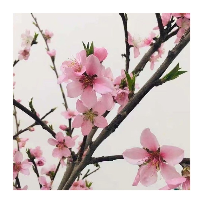 片袖活页胶圈