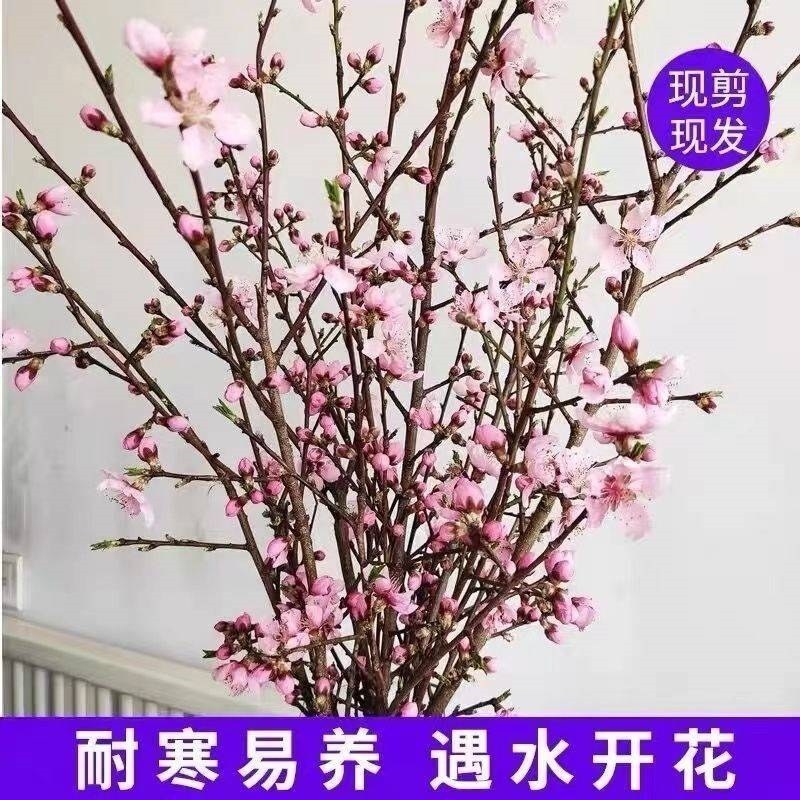  片袖活页胶圈