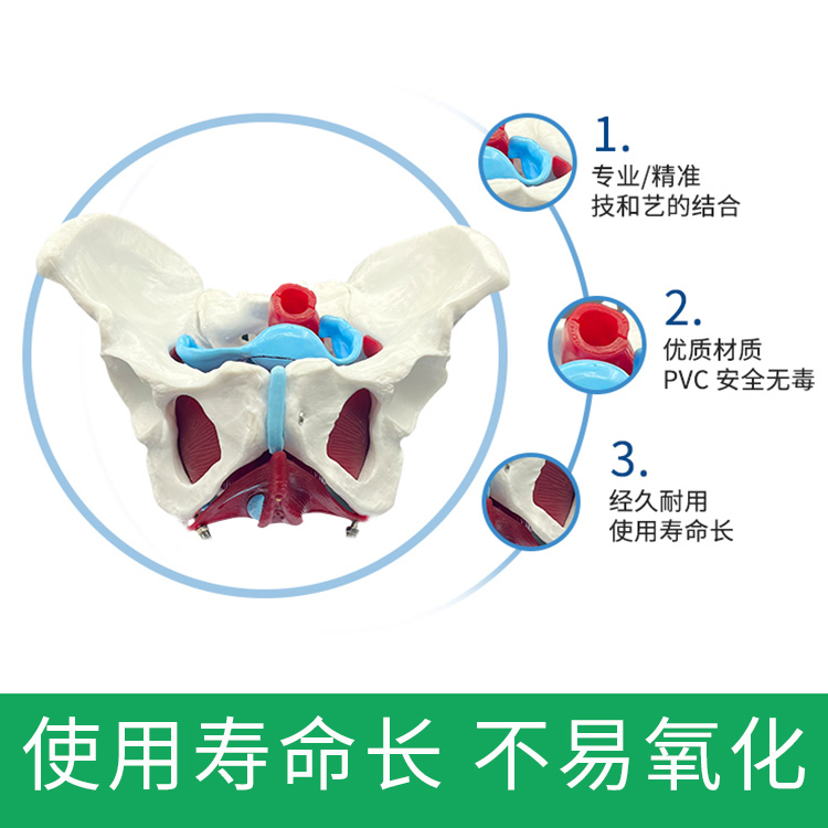 女性骨盆专用模型及盆底子宫人体解剖盆骨模具器官分娩助产模型 - 图0