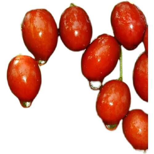 无核金丝小枣树苗南北方种植嫁接甜枣树活苗庭院盆栽地栽当年结果 - 图3