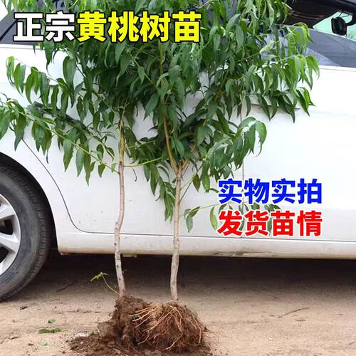 阳山水蜜桃树苗嫁接黄桃树当年结果南方北方种植桃树果苗 - 图0