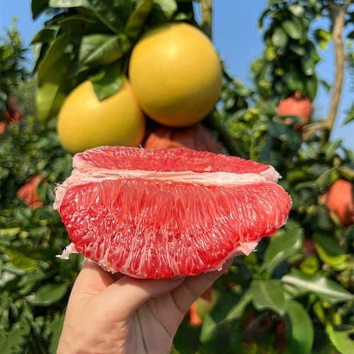 琯溪红心蜜柚苗 正宗红肉蜜柚苗 红心蜜柚树苗 嫁接红心柚子树苗 - 图0