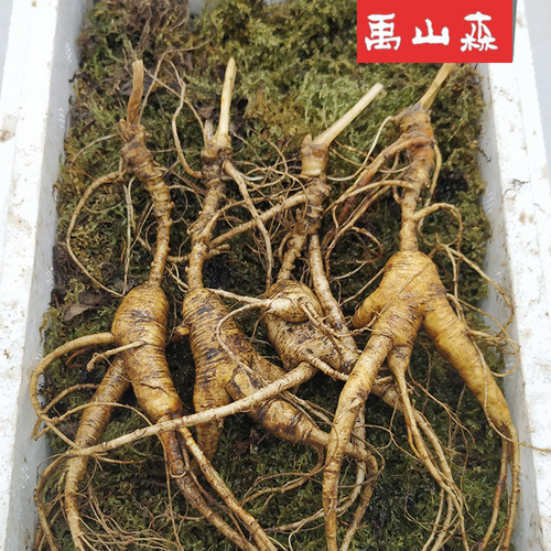 长白山野山参东北林下参新鲜人参泡酒专用微残参野生老山参15年 - 图0