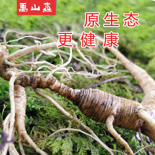 长白山野山参东北林下参新鲜人参泡酒专用微残参野生老山参15年 - 图1