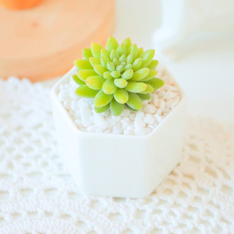 龙骨玉缀 多肉治家森活精美高档植物进口特价阳台多肉植物
