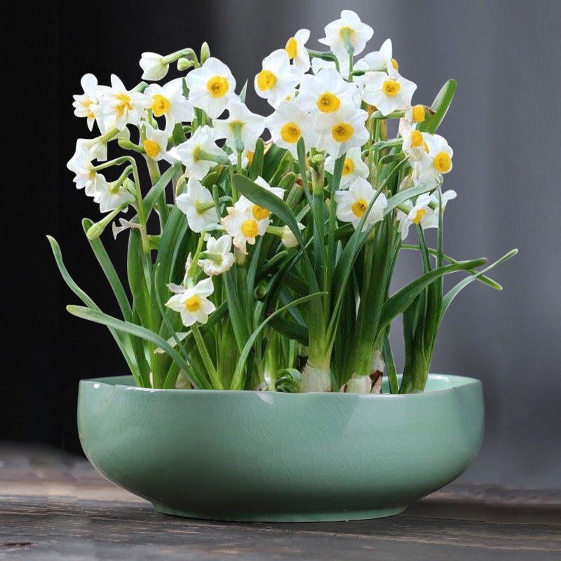 碗莲一叶莲荷花铜钱草水培花盆陶瓷创意水仙花植物无孔专用大口径,淘宝优惠券,粉丝福利购,淘宝优惠卷