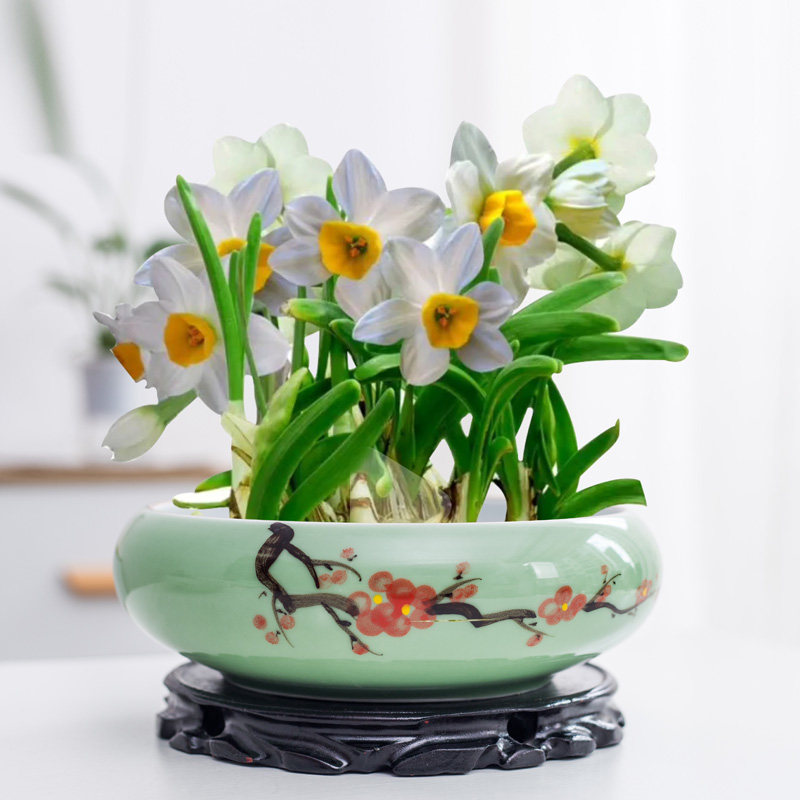 水仙花花盆推荐品牌 新人首单立减十元 21年6月 淘宝海外