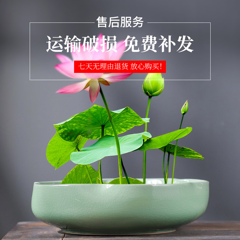 碗莲一叶莲荷花铜钱草水培花盆陶瓷创意水仙花植物无孔专用大口径,淘宝优惠券,粉丝福利购,淘宝优惠卷