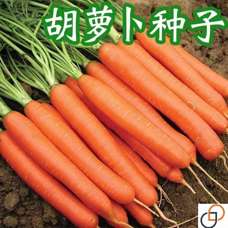 胡萝卜种子种籽红水果萝卜四季蔬菜孑菜籽子紫色黄胡罗卜种老品种