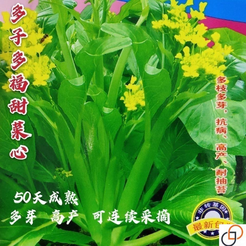 多子多福甜菜心特甜脆菜苔早熟白菜苔多芽菜心种子四季播蔬菜种子-图0