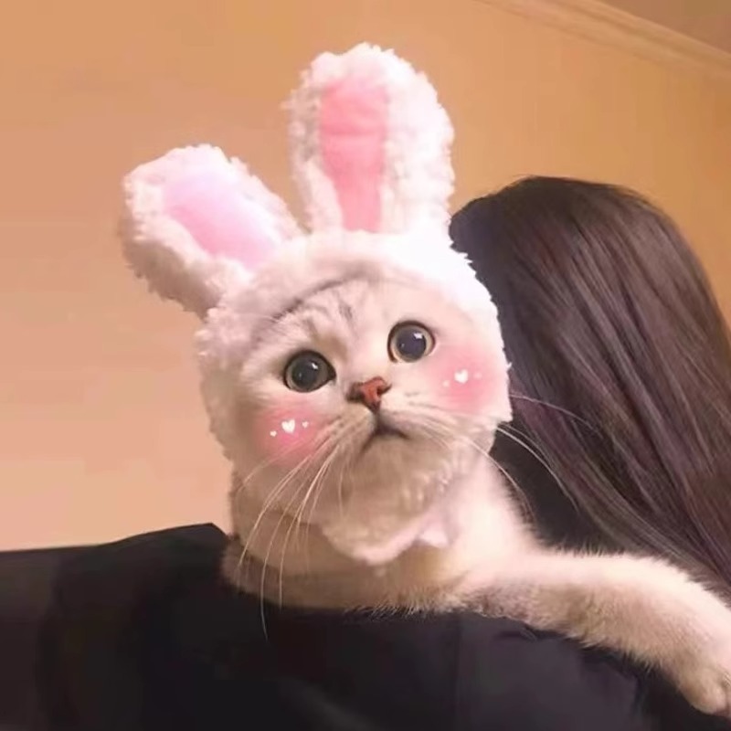 猫咪帽子可爱小熊头饰宠物小狮子头套奶猫狗狗幼猫兔耳朵拍照搞怪