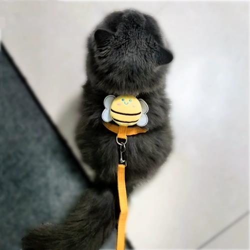 Котенок для котенка вытянуть котенок из специальной защиты для кошек, чтобы разорвать жилеты регулируемый скользкий кошачий веревки для пит -собаки