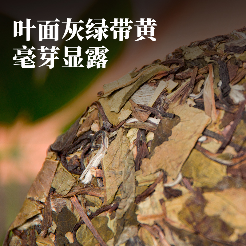 中茶白茶蝴蝶牌茶叶福建高山老树白茶清露白牡丹茶白茶饼330g中粮 - 图3