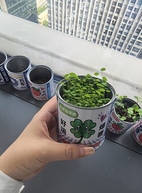 工位小摆件种个幸运草易拉罐四