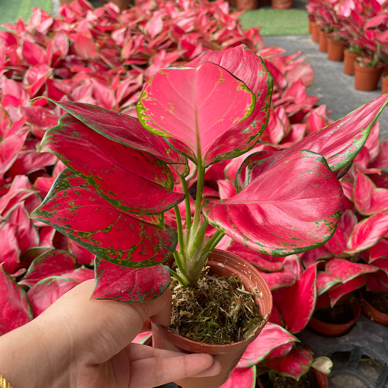 如意皇后盆栽绿萝室内水培植物栀子花红掌吉利红好养植富贵红花卉-图1