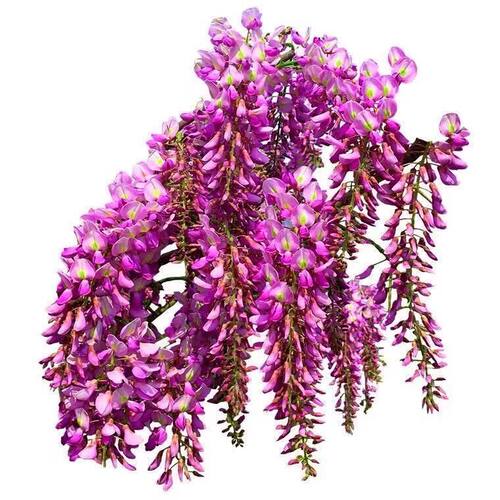 紫藤花树苗爬藤攀爬庭院围墙四季多花植物老桩盆栽花苗藤蔓紫藤萝 - 图3