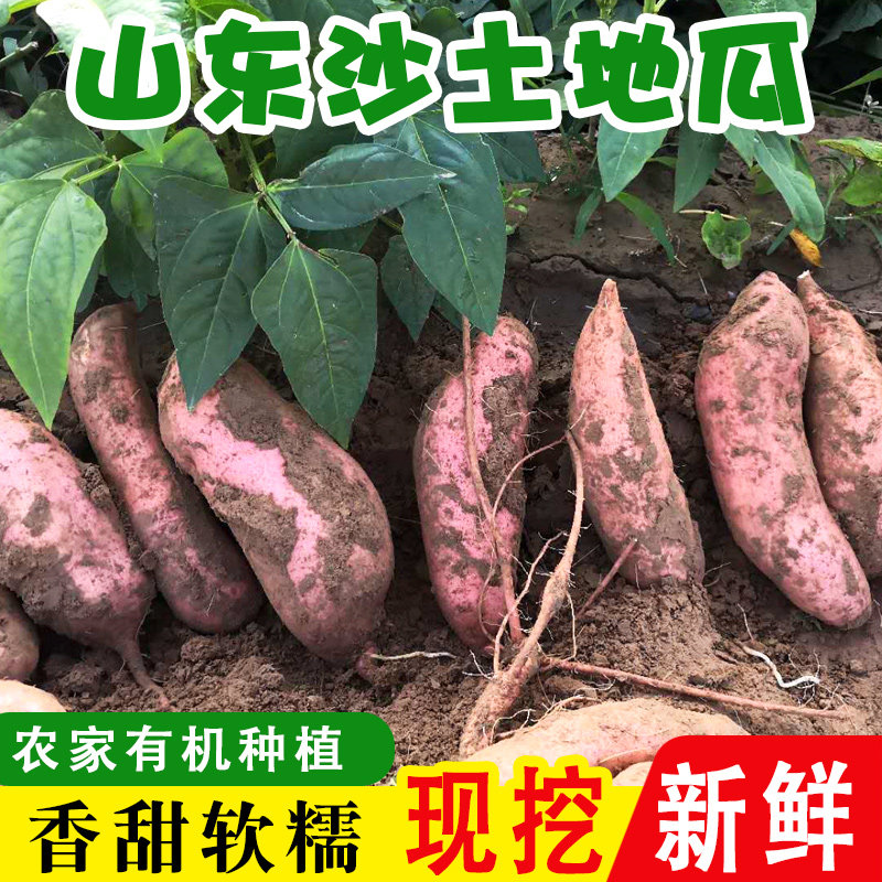 新鲜红薯黄心粉糯山东蜜薯沙地小 淞尚阁番薯
