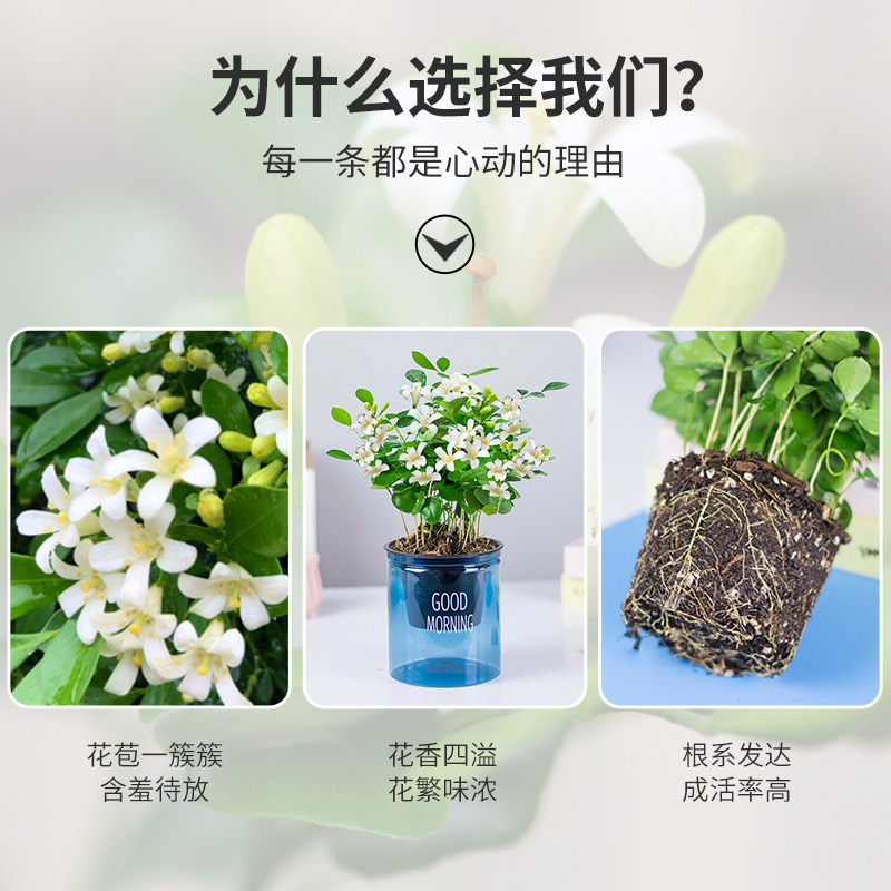 九里香盆栽带花苞浓香四季室内花卉植物七里香树苗千里眼盆景植物-图1