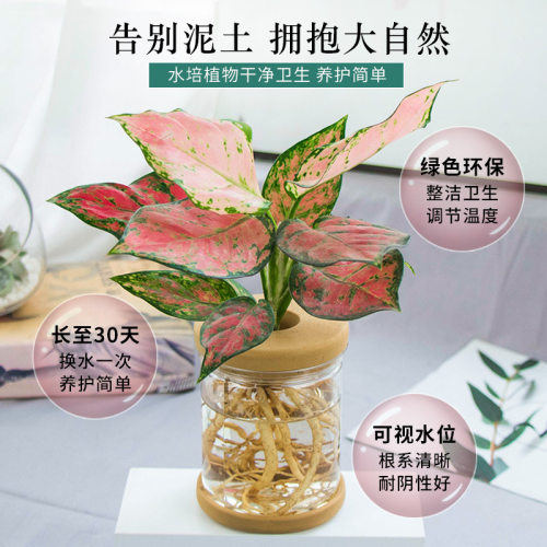 水培植物盆栽绿萝栀子花办公室内花卉小绿植四季好养多肉水养盆栽-图1