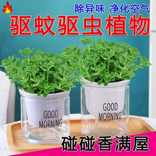 Прикоснитесь к аромату ароматного ароматного горшечного растения, богатого растения, репеллента для комаров и размогания воздушного завода, чтобы удалить запах