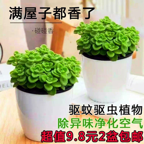 Прикоснитесь к аромату ароматного ароматного горшечного растения, богатого растения, репеллента для комаров и размогания воздушного завода, чтобы удалить запах