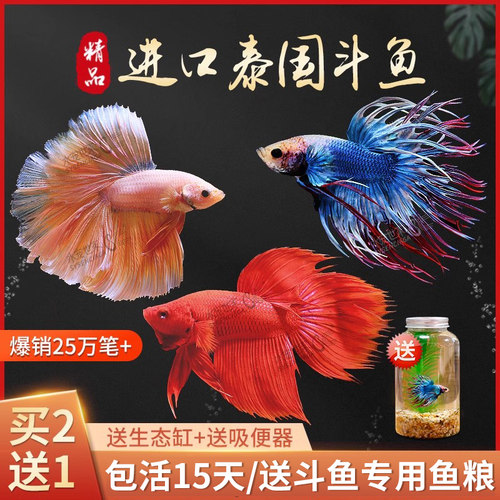 泰国斗鱼马尾狮王半月母斗鱼免打氧观赏鱼热带鱼活体宠物好养耐活 - 图0