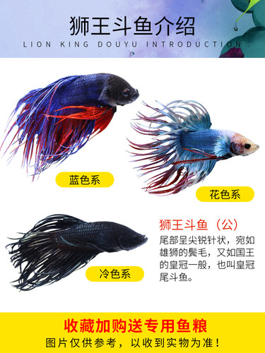 泰国斗鱼马尾狮王半月母斗鱼免打氧观赏鱼热带鱼活体宠物好养耐活 - 图3