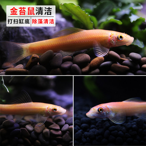 金苔鼠鱼淡水热带观赏鱼清道夫青苔鼠鱼缸清洁工具鱼除藻底栖鱼 - 图0