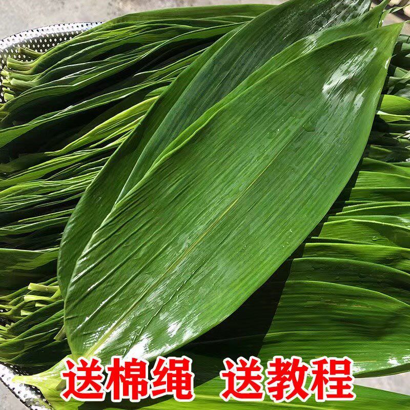 新鲜大粽叶免邮包粽子的叶子天然野生箬叶端午鲜粽叶干粽子叶新叶_虎窝淘