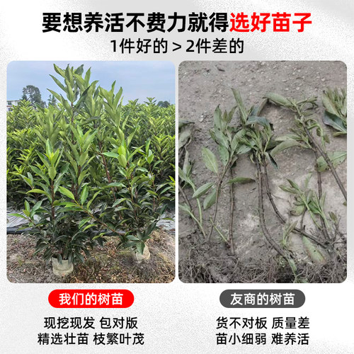 法国冬青树苗绿篱四季常青耐寒抗冻绿化苗庭院盆栽围墙大叶篱笆苗 - 图0