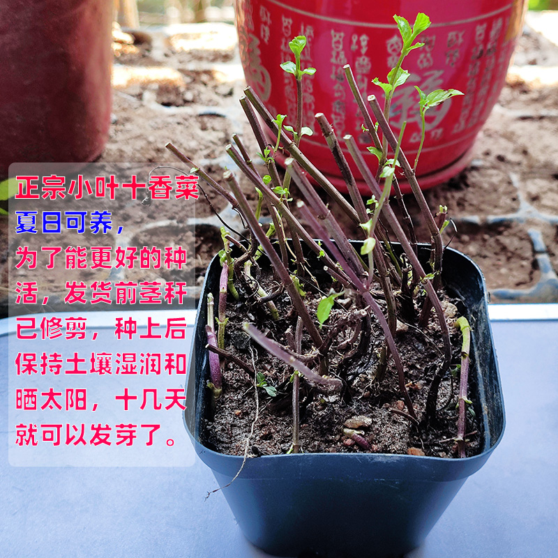 河南小叶十香菜苗新鲜可食用植物盆栽水养草阳台室内好养驱蚊提神