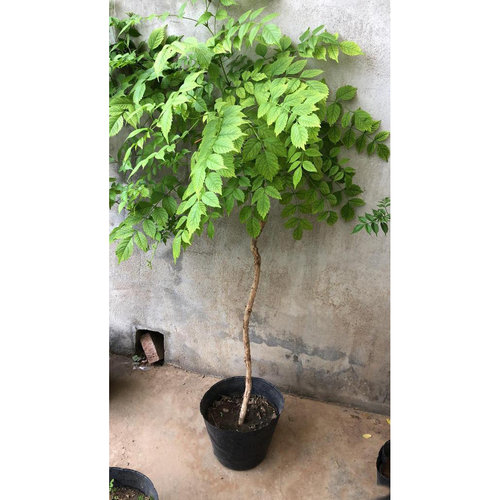 正宗美国凌霄花苗树苗老桩盆栽炮仗花爬藤植物阳台爬墙花卉大苗 - 图2