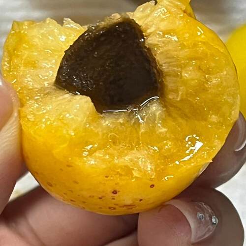 杏树果苗嫁接新疆小白杏树苗早熟甜油杏子南北方种植当年结果特大 - 图1