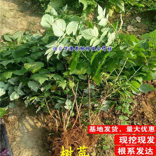红树莓苗特大双季黑黄莓灯笼果覆盆子苗南方北方盆栽地栽浆果树苗 - 图2