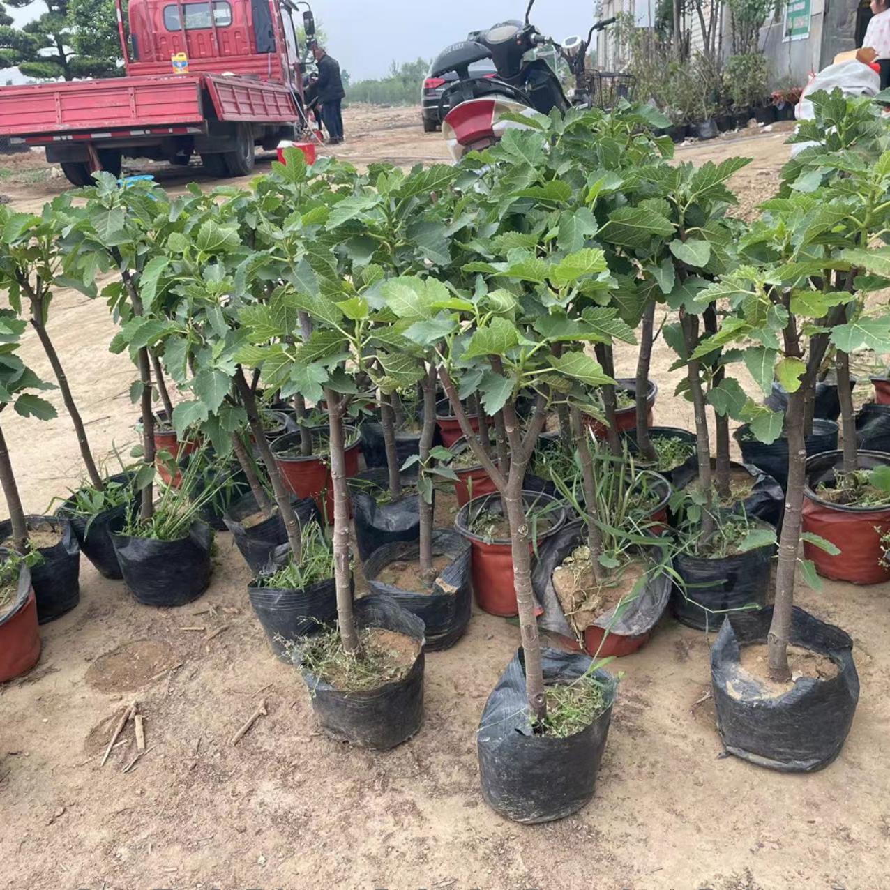正宗威海大青皮红心甜无花果苗南北方种植特大盆栽地栽当年结果树 - 图2