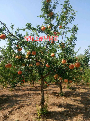 突尼斯软籽石榴树苗庭院果树特大南北方种植品种盆栽地栽耐寒水果 - 图2