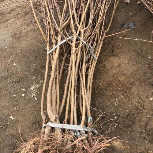 正宗帝王杏树果苗杏子苗南方北方种植盆栽地栽水果苗特大当年结果 - 图1