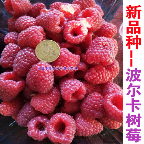 红树莓苗特大双季黑黄莓灯笼果覆盆子苗南方北方盆栽地栽浆果树苗 - 图0