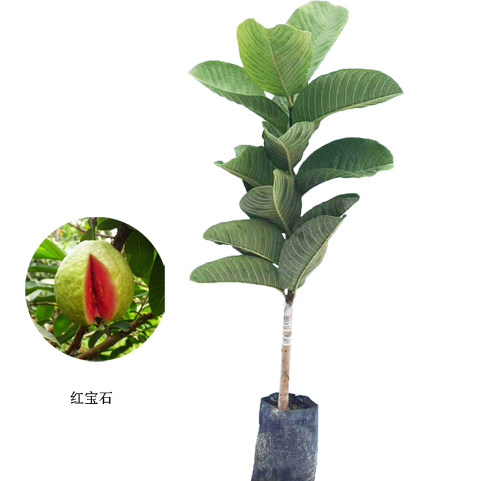 番石榴苗红宝石苗少籽帝王芭乐红心芭乐带土果树嫁接苗当年结果 - 图3