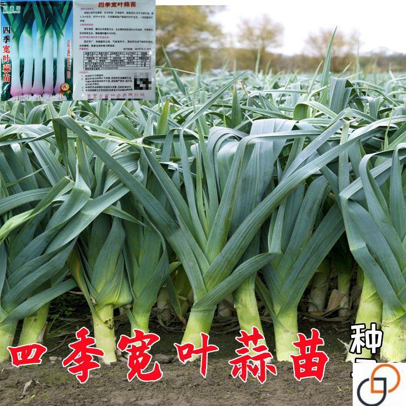 红皮宽扁叶蒜苗种子一年四季三茬连续均可种植蒜苗种籽蒜种子蒜苗