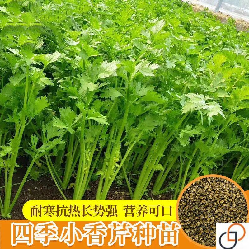 四季小香芹种子水芹小芹菜种孑速生易种蔬菜种籽阳台田园菜籽种