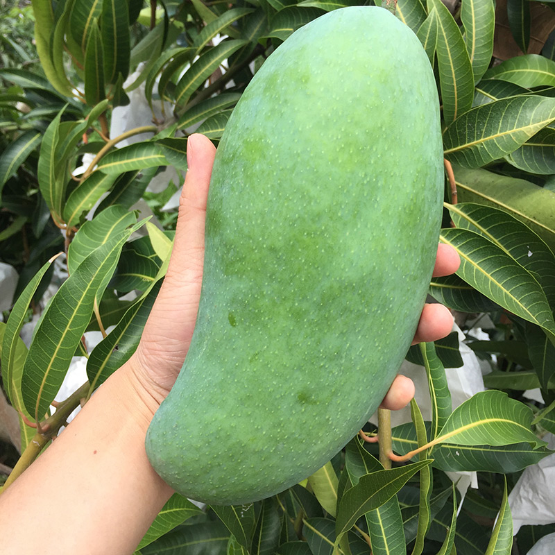 蜀品堂旗舰店现货越南大青芒果当季水果新鲜纯甜特大青皮甜心芒现摘整箱10斤1