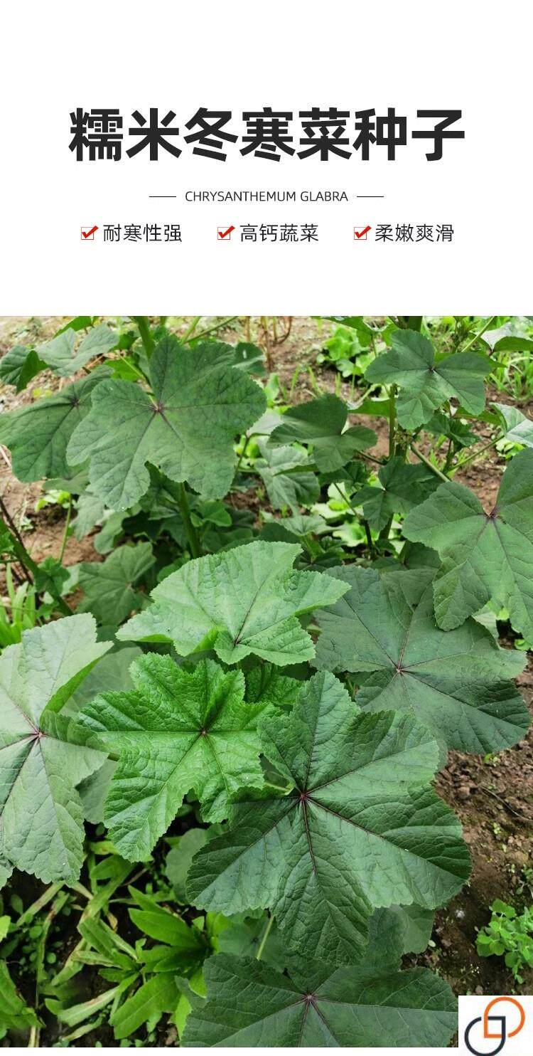 糯米冬寒菜种籽冬苋菜种子适合冬天菜种冬季蔬菜苗青菜孑菜籽菜苗