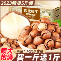 Hazelnut Northeastern special production of fresh wild hazelnut surrogacy Casual Snack Nuts Fried Wholesale Official Flagship Store